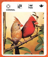 CARDINAL Animaux  Oiseaux Animal  Oiseau Fiche Illustree Documentée - Tiere
