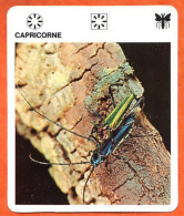 CAPRICORNE  Animaux Insectes Animal Insecte Fiche Illustree Documentée - Tiere