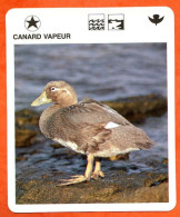 CANARD VAPEUR  Animaux  Oiseaux Animal  Oiseau Fiche Illustree Documentée - Tiere