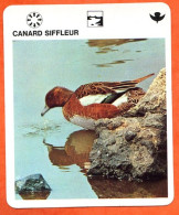 CANARD SIFFLEUR  Animaux  Oiseaux Animal  Oiseau Fiche Illustree Documentée - Tiere