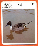 CANARD PILET Animaux  Oiseaux Animal  Oiseau Fiche Illustree Documentée - Tiere