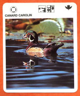 CANARD CAROLIN   Animaux  Oiseaux Animal  Oiseau Fiche Illustree Documentée - Tiere