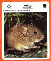 CAMPAGNOL DES CHAMPS  Animaux  Animal  Fiche Illustree Documentée - Tiere