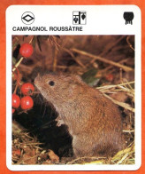 CAMPAGNOL ROUSSATRE  Animaux  Animal  Fiche Illustree Documentée - Tiere