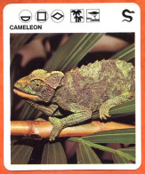 CAMELEON  Reptiles Animaux Animal Fiche Illustree Documentée - Tiere