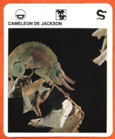 CAMELEON  DE JACKSON Reptiles Animaux Animal Fiche Illustree Documentée - Tiere