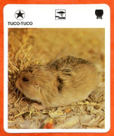 TUCO TUCO  Animaux  Animal  Fiche Illustree Documentée - Animaux