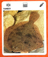 TURBOT  Animaux  Poissons  Animal  Poisson Fiche Illustree Documentée - Animaux