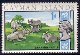 242 Cayman Cows Cattle MH * Neuf (CAY-44a) - Iles Caïmans