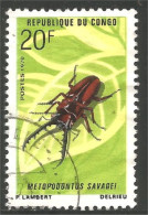 272 Congo Insecte Beetle Scarabee Insetto Scarabeo Scarabetto Insekt (CGO-77a) - Used