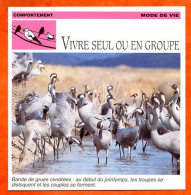 VIVRE SEUL OU EN GROUPE Comportement Mode De Vie Oiseau Vie Des Oiseaux Animaux Animal Fiche Illustree Documentée - Animaux