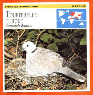 TOURTERELLE TURQUE Oiseau Oiseaux Animaux Animal Fiche Illustree Documentée - Animaux