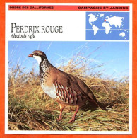 PERDRIX ROUGE Oiseau Oiseaux Animaux Animal Fiche Illustree Documentée - Animaux