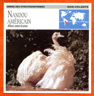 NANDOU AMERICAIN  Oiseau Oiseaux Animaux Animal Fiche Illustree Documentée - Animaux