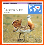 GRANDE OUTARDE  Oiseau Oiseaux Animaux Animal Fiche Illustree Documentée - Animaux