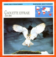 CHOUETTE EFFRAIE Oiseau Oiseaux Animaux Animal Fiche Illustree Documentée - Animaux