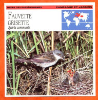 FAUVETTE GRISETTE Oiseau Oiseaux Animaux Animal Fiche Illustree Documentée - Animaux