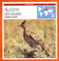 ALOUETTE DES CHAMPS Oiseau Oiseaux Animaux Animal Fiche Illustree Documentée - Animaux