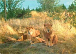 Animaux - Fauves - Lion - Vejle Zoo - Loveparken - The Lion Park - Zoo - CPM - Carte Neuve - Voir Scans Recto-Verso - Leoni