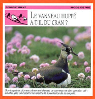 VANNEAU HUPPE A T IL DU CRAN ? Oiseau Comportement Mode De Vie Fiche Illustree Documentée - Animaux