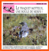 TRAQUET MOTTEUX UNE BOULE DE NERFS  Oiseau Comportement Mode De Vie Fiche Illustree Documentée - Animaux