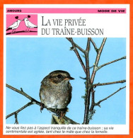 Traine Buisson LA VIE PRIVEE DU TRAINE BUISSON   Oiseau Amours Mode De Vie Fiche Illustree Documentée - Animaux