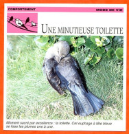 UNE MINUTIEUSE TOILETTE Oiseau Comportement Mode De Vie Fiche Illustree Documentée - Animaux