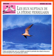 LES JEUX NUPTIAUX DE LA STERNE PIERREGARIN Oiseau Amours Mode De Vie Fiche Illustree Documentée - Animaux