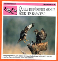 QUELS DIFFERENTS MENUS POUR LES RAPACES ?  Oiseau Comportement Mode De Vie Fiche Illustree Documentée - Animaux