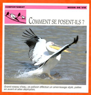 COMMENT SE POSENT ILS ? Pélican Oiseau Comportement Mode De Vie Fiche Illustree Documentée - Animaux