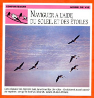 NAVIGUER A L'AIDE DU SOLEIL ET DES ETOILES Oiseau Comportement Mode De Vie Fiche Illustree Documentée - Animaux