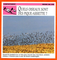 QUELS OISEAUX SONT DES PIQUE ASSIETTE ?  Oiseau Comportement Mode De Vie Fiche Illustree Documentée - Animaux