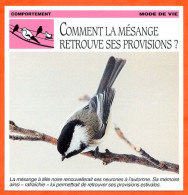 Mesange COMMENT LA MESANGE RETROUVE SES PROVISIONS ? Oiseau Comportement Mode De Vie Fiche Illustree Documentée - Animaux