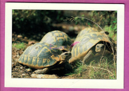 ANIMAUX ANIMAL - TORTUE Turtle Villages Des Tortues GONFARON 83 - Tortugas