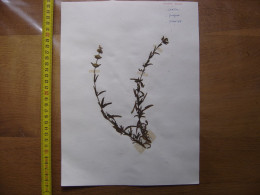 Annees 50 PLANCHE D'HERBIER Du Gard Herbarium Planche Naturelle 29 - Art Populaire