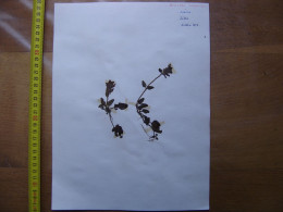 Annees 50 PLANCHE D'HERBIER Du Gard Herbarium Planche Naturelle 31 - Art Populaire