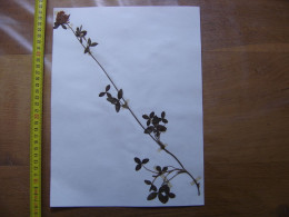 Annees 50 PLANCHE D'HERBIER Du Gard Herbarium Planche Naturelle 32 - Arte Popular