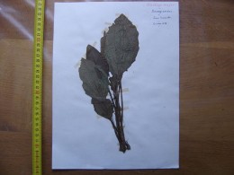 Annees 50 PLANCHE D'HERBIER Du Gard Herbarium Planche Naturelle 33 - Populaire Kunst