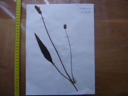 Annees 50 PLANCHE D'HERBIER Du Gard Herbarium Planche Naturelle 34 - Arte Popular