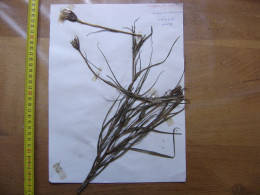 Annees 50 PLANCHE D'HERBIER Du Gard Herbarium Planche Naturelle 35 - Art Populaire