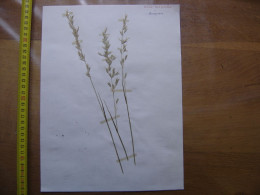 Annees 50 PLANCHE D'HERBIER Du Gard Herbarium Planche Naturelle 37 - Arte Popolare