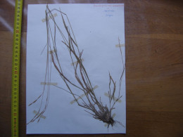 Annees 50 PLANCHE D'HERBIER Du Gard Herbarium Planche Naturelle 39 - Arte Popular