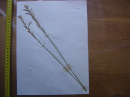 Annees 50 PLANCHE D'HERBIER Du Gard Herbarium Planche Naturelle 40 - Populaire Kunst