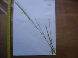 Annees 50 PLANCHE D'HERBIER Du Gard Herbarium Planche Naturelle 42 - Art Populaire