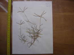 Annees 50 PLANCHE D'HERBIER Du Gard Herbarium Planche Naturelle 43 - Arte Popolare