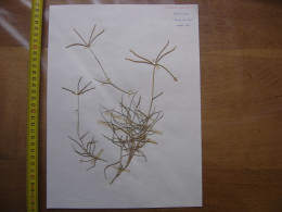 Annees 50 PLANCHE D'HERBIER Du Gard Herbarium Planche Naturelle 43 - Art Populaire