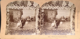 Stereo View B. W. Kilburn //  Norway // Milking The Goat 1895 - Photos Stéréoscopiques