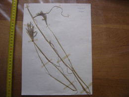 Annees 50 PLANCHE D'HERBIER Du Gard Herbarium Planche Naturelle 44 - Art Populaire