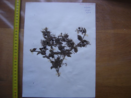 Annees 50 PLANCHE D'HERBIER Du Gard Herbarium Planche Naturelle 45 - Arte Popular