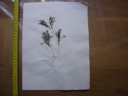 Annees 50 PLANCHE D'HERBIER Du Gard Herbarium Planche Naturelle 50 - Art Populaire